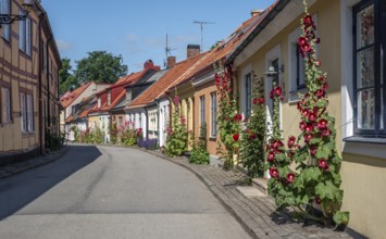 Hollyhocks (Alcea rosea) at houses in a small street in the idyllic downtown of Ystad, Skåne