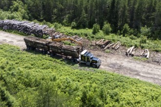 Tractor loading timber on a heavy hauler, Region of La Mauricie, Province of Quebec, Canada, North