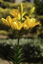 Magnificent lilies, June, Germany