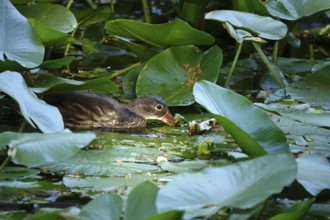 Young mandarin duck in a water lily pond, July, Germany