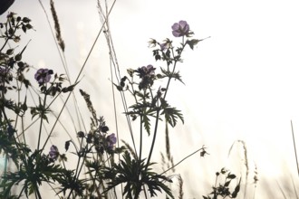 Meadow cranesbill, July, Germany