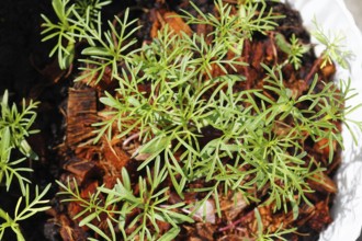 Ornamental basket 'Sensation Mix' (Cosmos bipinnatus), seven weeks after sowing, top view, North