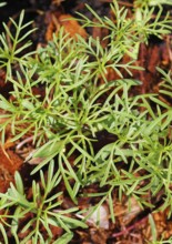 Ornamental basket 'Sensation Mix' (Cosmos bipinnatus), seven weeks after sowing, top view, North