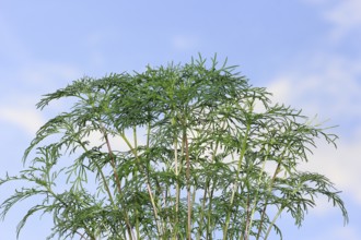 Ornamental basket 'Sensation Mix' (Cosmos bipinnatus), nine weeks after sowing, in the blue sky,