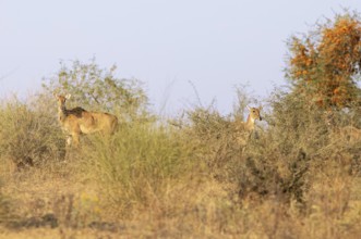 Nilgau antelope cows (Boselpahus tragocamelus) in the Thar Desert or Great Indian Desert, near