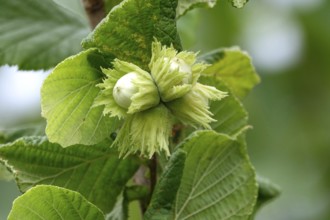 Hazelnut bush with hazelnuts, July, Germany