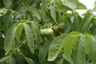 Walnut tree with walnuts, July, Germany