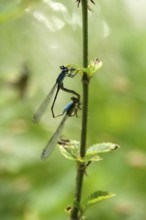 Two dragonflies on a lake shore, July, Germany
