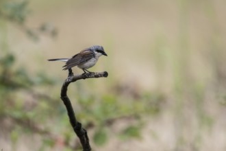 Red-backed shrike (Lanius collurio), Rhineland-Palatinate, Germany