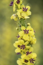 Dark mullein (Verbascum nigrum), Emsland, Lower Saxony, Germany