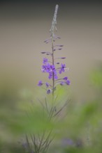 Willowherb (Epilobium angustifolium), Emsland, Lower Saxony, Germany