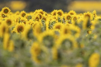 Sunflowers (Helianthus annuus), Emsland, Lower Saxony, Germany
