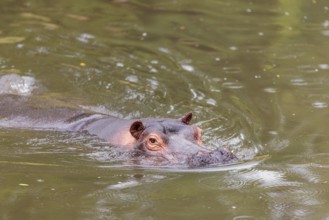 An adult hippopotamus (Hippopotamus amphibius) swimming in a river