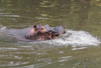 An adult male hippopotamus (Hippopotamus amphibius) shows aggression and defends its territory