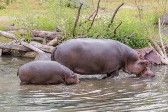 A baby hippopotamus (Hippopotamus amphibius) and its mother walk in shallow water