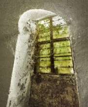 Basement window in abandoned cellar, covered with cobwebs and dried ivy