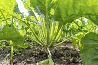 Sugar beet in a field, still growing, west of Kerken, on the Lower Rhine, North Rhine-Westphalia,