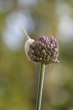 Beautiful alium blossom, June, Germany