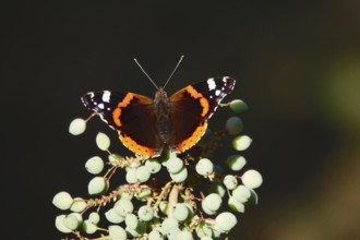 Admiral (Vanessa atalanta), June, Saxony, Germany