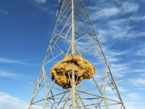 Huge nest of Sociable Weavers (Philetairus socius) built in an elecricity pylon. Low angle aerial