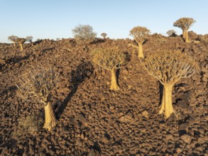 Quiver Tree (Aloidendron dichotomum). Aerial view. Drone shot. Southern Namibia