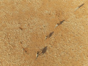 Gemsbok (Oryx gazella). Roaming an arid plain at the edge of the Namib Desert. Aerial view. Drone