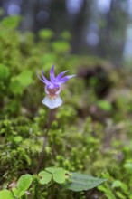 Calypso orchid, fairy slipper, Venus's slipper (Calypso bulbosa, Cypripedium bulbosum) in flower in