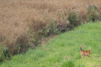 Fawn (Capreolus capreolus) at the edge of a field, Mecklenburg-Western Pomerania, Müritz region,