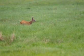 Roebuck (Capreolus capreolus), Mecklenburg-Western Pomerania, Müritz region, Germany