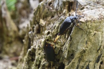 The Prionus coriarius beetle (Prionus coriarius) on dead wood