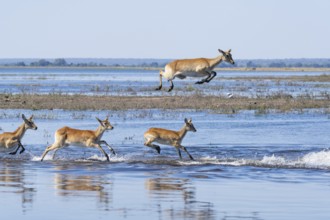 Red lechwe antelope herd (Kobus lache) runs through shallow water, splashing wildly in Chobe River.