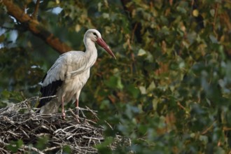 High up in the poplars... White stork (Ciconia ciconia) on its nest in a tree, young adult bird