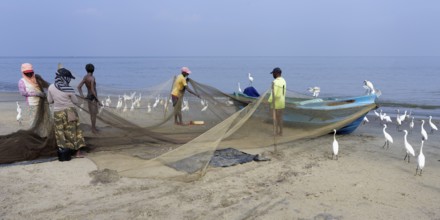 Fishermen cleaning their fishnets surrounded by little egrets on the beach, Negombo, Sri Lanka