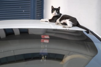 Domestic cat (Felis catus) lying on a car roof, Abu Dhabi, United Arab Emirates