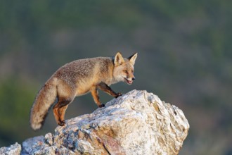 Red fox (Vulpes vulpes) in early morning light on a rock, Sierra de San Pedro, Extremadura, Spain
