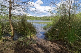The Bullensee is located in a moorland area and is part of the Bullensee and Hemelsmoor nature