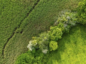 Top Down over Marshes over River Dart from a drone, Stoke Gabriel, Totnes, Devon, England, United