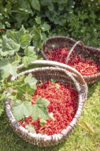 Two baskets of redcurrants or currants, Ribes Rubum, Upper Bavaria, Bavaria, Germany
