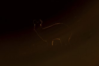 Chinese water deer (Hydropotes inermis) adult animal rim lit with backlighting at sunset standing