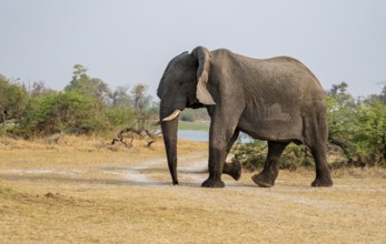 African elephant (Loxodonta africana), adult, Okavango Delta, Moremi Game Reserve, Botswana