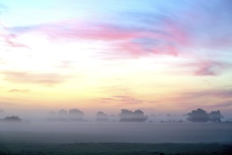 Landscape with deciduous trees at dawn and ground fog, Lower Rhine, North Rhine-Westphalia, Germany