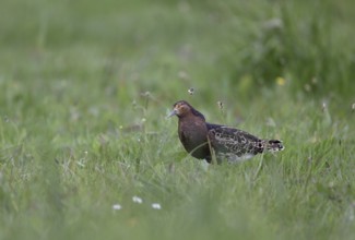 Ruff (Philomachus pugnax) in a meadow, Texel, North Holland, Netherlands
