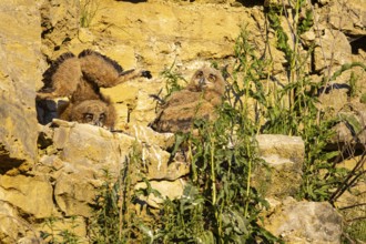 Eurasian Eagle-owl (Bubo bubo) chicks in the nest hollow Germany