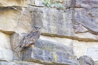 Eurasian Eagle-owl (Bubo bubo) adult bird in the rock face Germany