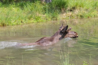 An aggressive bull moose (Alces alces) swims in a stream on a sunny day
