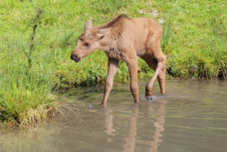 A moose calf (Alces alces) walks along the bank of a shallow stream on a sunny day in search of
