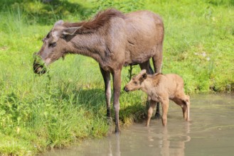 A moose calf and its mother (Alces alces) walk along the bank of a shallow stream on a sunny day in