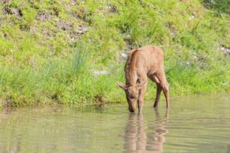 A Moose calf (Alces alces) stands in a shallow stream drinking