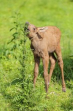 A moose calf (Alces alces) stands on the bank of a shallow stream on a sunny day and eats from a