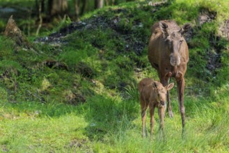 A moose calf and its mother (Alces alces) are standing on the bank of a shallow stream on a sunny